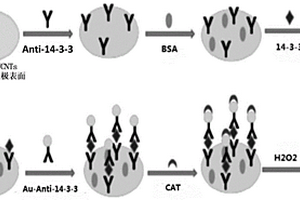 测定可溶性总蛋白中14-3-3蛋白表达水平的方法