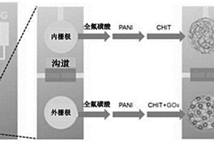 双栅极有机电化学晶体管