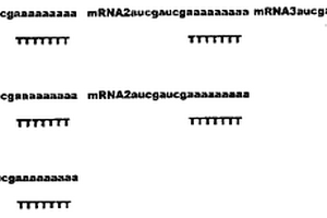 测定多基因表达的信使核糖核酸特异性单一标记探针
