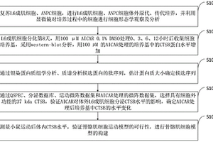 骨骼肌细胞模型的构建方法和测定方法