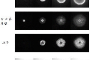 实时观测枯草芽孢杆菌生物膜生长过程中不同基因表现型细胞和分布的方法