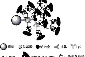 基于纳米金标记和酪胺信号放大技术测定脱落酸的方法