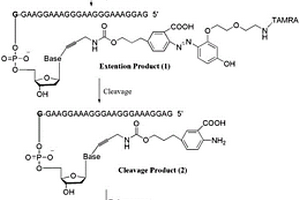 荧光标记偶氮修饰核苷酸及其在DNA测序中的用途
