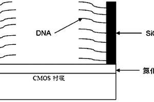 基于MOSFET结构的DNA电化学传感器及其制备方法