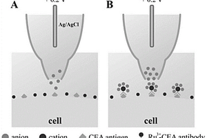 单个活细胞表面抗原的超分辨电化学成像方法及装置