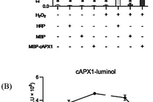 抗坏血酸过氧化物酶1在催化鲁米诺化学发光反应中的应用