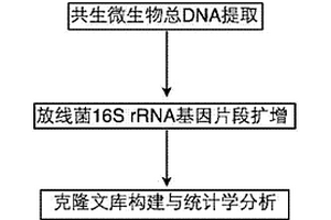 海绵细胞内共生放线菌的分子检测方法