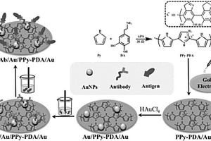 基于聚吡咯-聚多巴胺的电化学免疫传感器的制备方法