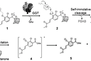 GGT激活型化学发光探针及其合成方法和应用