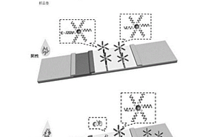 检测小分子物质的通用型适配体胶体金侧向层析试纸
