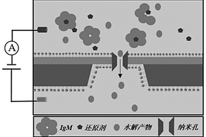 基于纳米孔水解反应的免疫球蛋白M检测方法