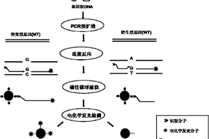 检测点突变基因的方法及试剂盒