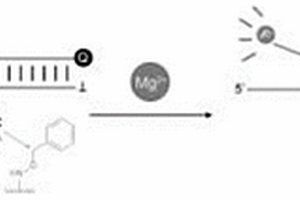 基于化学修饰后的脱氧核酶成像活细胞内镁离子的方法