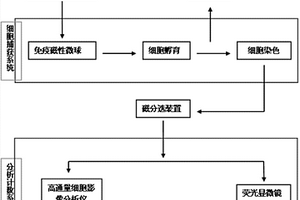 乳腺癌循环肿瘤细胞检测系统及试剂盒