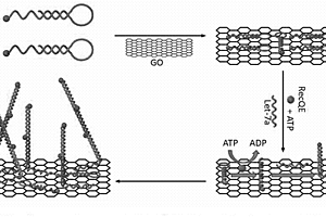 microRNA检测探针及石墨烯检测方法