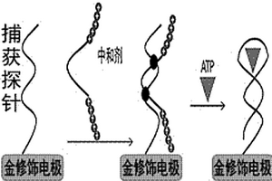 灵敏定量检测ATP的方法
