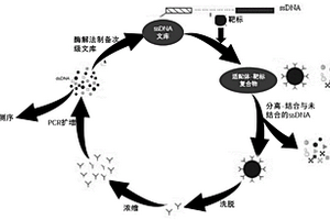 奈替米星核酸适配体及筛选和在奈替米星检测上的应用