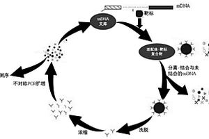 苯嗪草酮核酸适配体及筛选和在苯嗪草酮检测上的应用