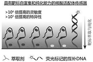 倏逝波核酸适配体传感器及应用其进行小分子检测的方法