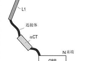 胰岛素的检测方法以及检测试剂盒