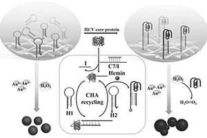 HCV核心蛋白的CHA放大反应体系及超灵敏可视化检测方法