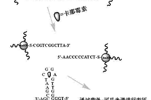 基于核酸适配体的卡那霉素残留的检测方法