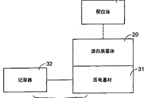 生物载体、生物检测器以及生物换能器系统