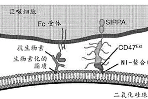 涉及整合素的化学激活和靶向细胞免疫疗法的组合癌症疗法