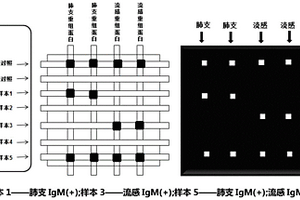 基于微流控芯片的肺炎支原体和流感病毒特异抗体IgM的检测方法