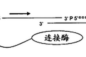 检测生存力相关分子的改进方法