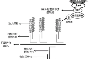 检测手足口病病原体核酸的试剂盒及其应用