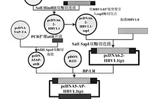 HBV表型耐药检测试剂盒及其制备方法