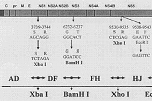 西尼罗热病毒基因组序列的合成及病毒检测试剂盒