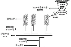 基于双扩增技术联合检测甲、乙型流感病毒的试剂盒及其应用