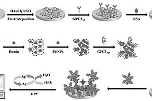 基于H-rGO-Pd NPs和Au NPs@rGO纳米材料检测GPC3的方法