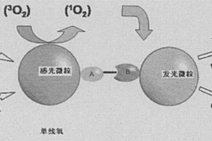 乙型肝炎病毒E抗原检测微粒、其制备及应用