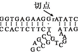 检测环境中铅离子的方法