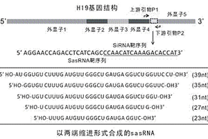 靶向沉默H19RNA表达的单链反义RNA及其效果检测方法