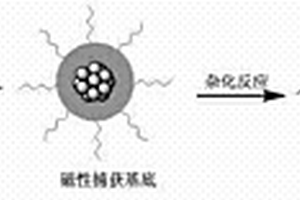 高灵敏检测t-DNA的SERS液相芯片方法