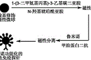 基于鲁米诺功能化的磁性免疫探针检测甲胎蛋白的方法