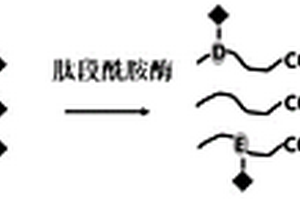 基于肽段C末端化学衍生提高质谱碎裂效率和响应的方法