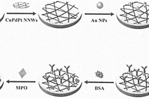 基于铜钯铂纳米网状材料的生物传感器检测髓过氧化酶