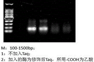 DNA聚合酶的化学修饰方法