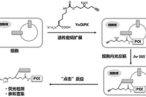 遗传编码的光交联非天然氨基酸盐及其制备方法与应用