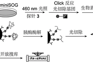 关于蛋白质的光激活依赖性邻近标记方法及其应用