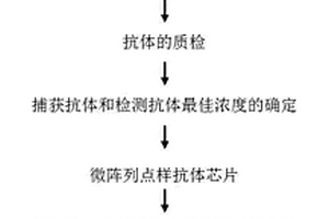 人细胞凋亡因子定量抗体芯片的制备及应用