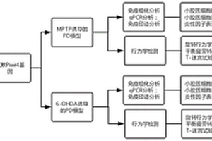 Piwi4基因沉默对PD模型神经影响的实验方法