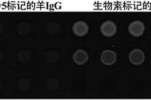 制备个体全蛋白质组芯片的方法及其应用