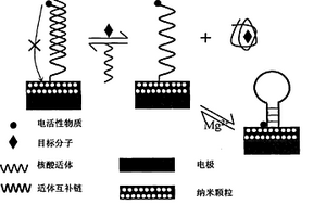 电流型核酸适体传感器及制备方法