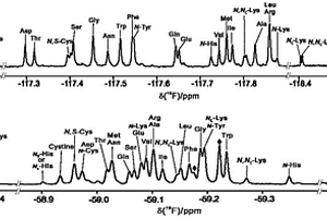 用于同时鉴定和定量氨基酸的氟探针的制备与应用